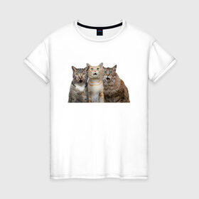 Женская футболка хлопок с принтом удивленные коты в Екатеринбурге, 100% хлопок | прямой крой, круглый вырез горловины, длина до линии бедер, слегка спущенное плечо | котики | надписи | прикол | удивление | черный кот