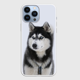 Чехол для iPhone 13 Pro Max с принтом ХАСКИ в Екатеринбурге,  |  | dog | husky | милый | пес | песик | собака | собачка | хаски | щенок