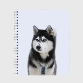 Тетрадь с принтом ХАСКИ в Екатеринбурге, 100% бумага | 48 листов, плотность листов — 60 г/м2, плотность картонной обложки — 250 г/м2. Листы скреплены сбоку удобной пружинной спиралью. Уголки страниц и обложки скругленные. Цвет линий — светло-серый
 | dog | husky | милый | пес | песик | собака | собачка | хаски | щенок