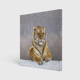 Холст квадратный с принтом ТИГР ЗИМОЙ в Екатеринбурге, 100% ПВХ |  | tiger | амурский | бенгальский | дикий | зима | зимой | кошка | крупная | полосатый | тигр | тигренок | тигрица