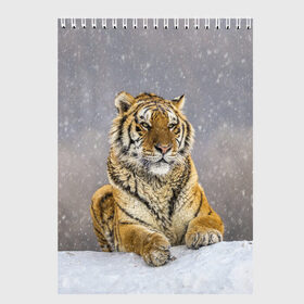 Скетчбук с принтом ТИГР ЗИМОЙ в Екатеринбурге, 100% бумага
 | 48 листов, плотность листов — 100 г/м2, плотность картонной обложки — 250 г/м2. Листы скреплены сверху удобной пружинной спиралью | tiger | амурский | бенгальский | дикий | зима | зимой | кошка | крупная | полосатый | тигр | тигренок | тигрица