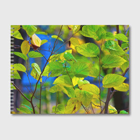 Альбом для рисования с принтом Листва в Екатеринбурге, 100% бумага
 | матовая бумага, плотность 200 мг. | Тематика изображения на принте: береза | деревья | листья | осень | природа