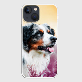 Чехол для iPhone 13 mini с принтом Австралийская Овчарка в Екатеринбурге,  |  | Тематика изображения на принте: dog | австралийская | животные | овчарка | пес | природа | собака | собаки | собакчка | собачки