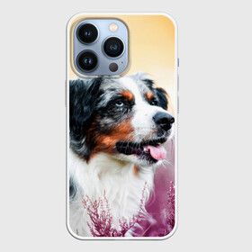 Чехол для iPhone 13 Pro с принтом Австралийская Овчарка в Екатеринбурге,  |  | Тематика изображения на принте: dog | австралийская | животные | овчарка | пес | природа | собака | собаки | собакчка | собачки