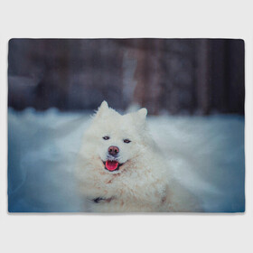 Плед 3D с принтом САМОЕД в Екатеринбурге, 100% полиэстер | закругленные углы, все края обработаны. Ткань не мнется и не растягивается | animals | dog | winter | домашние | друг | животные | звери | зима | лайка | пес | песель | природа | пушистый | самоед | собаки | собачка | хаски