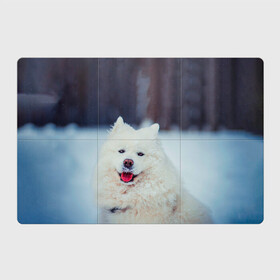 Магнитный плакат 3Х2 с принтом САМОЕД в Екатеринбурге, Полимерный материал с магнитным слоем | 6 деталей размером 9*9 см | Тематика изображения на принте: animals | dog | winter | домашние | друг | животные | звери | зима | лайка | пес | песель | природа | пушистый | самоед | собаки | собачка | хаски