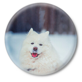 Значок с принтом САМОЕД в Екатеринбурге,  металл | круглая форма, металлическая застежка в виде булавки | animals | dog | winter | домашние | друг | животные | звери | зима | лайка | пес | песель | природа | пушистый | самоед | собаки | собачка | хаски