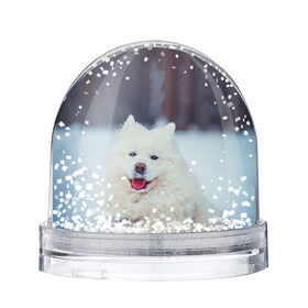 Снежный шар с принтом САМОЕД в Екатеринбурге, Пластик | Изображение внутри шара печатается на глянцевой фотобумаге с двух сторон | animals | dog | winter | домашние | друг | животные | звери | зима | лайка | пес | песель | природа | пушистый | самоед | собаки | собачка | хаски