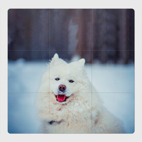 Магнитный плакат 3Х3 с принтом САМОЕД в Екатеринбурге, Полимерный материал с магнитным слоем | 9 деталей размером 9*9 см | Тематика изображения на принте: animals | dog | winter | домашние | друг | животные | звери | зима | лайка | пес | песель | природа | пушистый | самоед | собаки | собачка | хаски