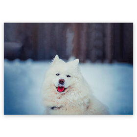 Поздравительная открытка с принтом САМОЕД в Екатеринбурге, 100% бумага | плотность бумаги 280 г/м2, матовая, на обратной стороне линовка и место для марки
 | Тематика изображения на принте: animals | dog | winter | домашние | друг | животные | звери | зима | лайка | пес | песель | природа | пушистый | самоед | собаки | собачка | хаски