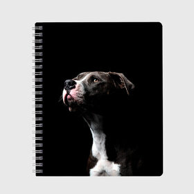 Тетрадь с принтом Взгляд в Екатеринбурге, 100% бумага | 48 листов, плотность листов — 60 г/м2, плотность картонной обложки — 250 г/м2. Листы скреплены сбоку удобной пружинной спиралью. Уголки страниц и обложки скругленные. Цвет линий — светло-серый
 | dog | животные | пес | природа | собака | собаки | собакчка | собачки
