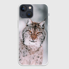 Чехол для iPhone 13 mini с принтом Рысь в Екатеринбурге,  |  | cat | животные | звири | кис | киска | кот | котейка | котик | коты | котяра | кошка | кошки | природа | рысь