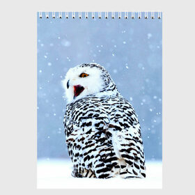 Скетчбук с принтом Зимняя птица в Екатеринбурге, 100% бумага
 | 48 листов, плотность листов — 100 г/м2, плотность картонной обложки — 250 г/м2. Листы скреплены сверху удобной пружинной спиралью | животные | звери | зима | зимний | зимняя | лес | природа | птица | сова