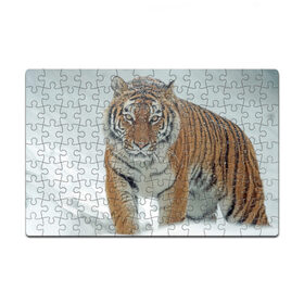 Пазл магнитный 126 элементов с принтом Тигр в Екатеринбурге, полимерный материал с магнитным слоем | 126 деталей, размер изделия —  180*270 мм | животное | животные | звери | зверь | зима | кот | кошка | природа | снег | тигр | тигра | тигры | хищник | хищники