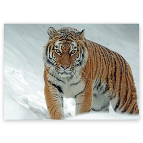 Поздравительная открытка с принтом Тигр в Екатеринбурге, 100% бумага | плотность бумаги 280 г/м2, матовая, на обратной стороне линовка и место для марки
 | животное | животные | звери | зверь | зима | кот | кошка | природа | снег | тигр | тигра | тигры | хищник | хищники