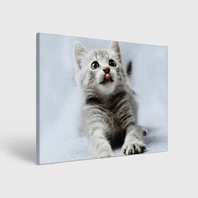 Холст прямоугольный с принтом серый котенок в Екатеринбурге, 100% ПВХ |  | grey kitten | kitten | котенок | милый котенок | серый котенок