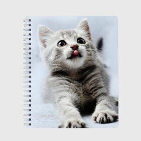 Тетрадь с принтом серый котенок в Екатеринбурге, 100% бумага | 48 листов, плотность листов — 60 г/м2, плотность картонной обложки — 250 г/м2. Листы скреплены сбоку удобной пружинной спиралью. Уголки страниц и обложки скругленные. Цвет линий — светло-серый
 | Тематика изображения на принте: grey kitten | kitten | котенок | милый котенок | серый котенок