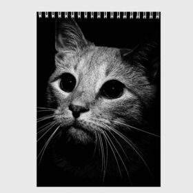 Скетчбук с принтом Чёрный кот в Екатеринбурге, 100% бумага
 | 48 листов, плотность листов — 100 г/м2, плотность картонной обложки — 250 г/м2. Листы скреплены сверху удобной пружинной спиралью | животное | кот | кошка | тёмный рисунок | чёрный фон
