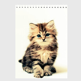 Скетчбук с принтом котёнок в Екатеринбурге, 100% бумага
 | 48 листов, плотность листов — 100 г/м2, плотность картонной обложки — 250 г/м2. Листы скреплены сверху удобной пружинной спиралью | cute kitten | kitten | котёнок | красивый котёнок | милый котёнок