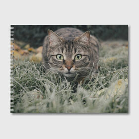 Альбом для рисования с принтом Кошка в Екатеринбурге, 100% бумага
 | матовая бумага, плотность 200 мг. | Тематика изображения на принте: животное | животные | звери | зверь | киса | киска | киски | кот | котики | коты | кошка | питомец | питомцы | природа | хищник | хищники