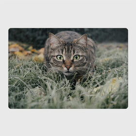 Магнитный плакат 3Х2 с принтом Кошка в Екатеринбурге, Полимерный материал с магнитным слоем | 6 деталей размером 9*9 см | Тематика изображения на принте: животное | животные | звери | зверь | киса | киска | киски | кот | котики | коты | кошка | питомец | питомцы | природа | хищник | хищники