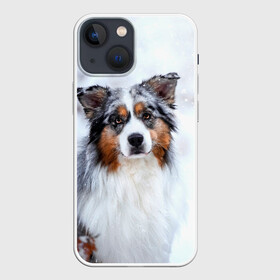 Чехол для iPhone 13 mini с принтом Австралийская овчарка в Екатеринбурге,  |  | Тематика изображения на принте: dog | австралийская | животные | овчарка | пес | природа | собака | собаки | собакчка | собачки