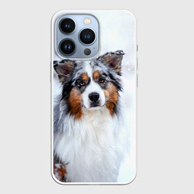 Чехол для iPhone 13 Pro с принтом Австралийская овчарка в Екатеринбурге,  |  | Тематика изображения на принте: dog | австралийская | животные | овчарка | пес | природа | собака | собаки | собакчка | собачки