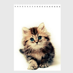 Скетчбук с принтом катёнок в Екатеринбурге, 100% бумага
 | 48 листов, плотность листов — 100 г/м2, плотность картонной обложки — 250 г/м2. Листы скреплены сверху удобной пружинной спиралью | cute kitten | kitten | котёнок | красивый котёнок | милый котёнок