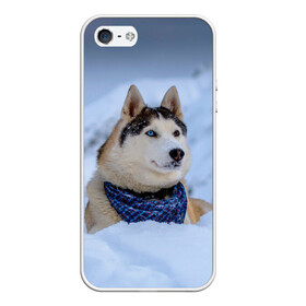 Чехол для iPhone 5/5S матовый с принтом Хаски в Екатеринбурге, Силикон | Область печати: задняя сторона чехла, без боковых панелей | dog | животные | пес | природа | собака | собаки | собакчка | собачки | хаски