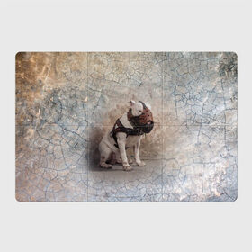 Магнитный плакат 3Х2 с принтом Бойцовый бультерьер в Екатеринбурге, Полимерный материал с магнитным слоем | 6 деталей размером 9*9 см | bull terrier | dog | ears | eyes | muzzle | paws | plaster | texture | wall | бультерьер | глаза | лапы | намордник | пёс | собака | стена | текстура | уши | штукатурка