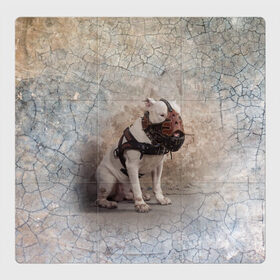 Магнитный плакат 3Х3 с принтом Бойцовый бультерьер в Екатеринбурге, Полимерный материал с магнитным слоем | 9 деталей размером 9*9 см | bull terrier | dog | ears | eyes | muzzle | paws | plaster | texture | wall | бультерьер | глаза | лапы | намордник | пёс | собака | стена | текстура | уши | штукатурка