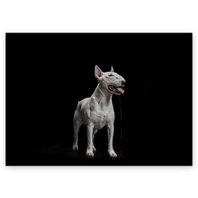 Поздравительная открытка с принтом Bully в Екатеринбурге, 100% бумага | плотность бумаги 280 г/м2, матовая, на обратной стороне линовка и место для марки
 | bull terrier | dog | ears | eyes | fangs | jaw | muzzle | paws | saliva | tongue | бультерьер | глаза | клыки | лапы | нос | пасть | слюна | собака | уши | язык
