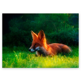 Поздравительная открытка с принтом Рыжая лиса в Екатеринбурге, 100% бумага | плотность бумаги 280 г/м2, матовая, на обратной стороне линовка и место для марки
 | fox | foxy | животное | звери | лиса | лисенок | лисичка | милая | рыжая | фокс