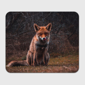 Коврик для мышки прямоугольный с принтом Хищная лисица в Екатеринбурге, натуральный каучук | размер 230 х 185 мм; запечатка лицевой стороны | fox | foxy | животное | звери | лиса | лисенок | лисичка | милая | рыжая | фокс
