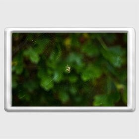 Магнит 45*70 с принтом Паучок в Екатеринбурге, Пластик | Размер: 78*52 мм; Размер печати: 70*45 | spider | web | зелень | лес | макро | паук | паутина | природа