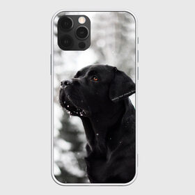 Чехол для iPhone 12 Pro Max с принтом Лабрадор Марк в Екатеринбурге, Силикон |  | dog | winter | животные | зима | лабрадор | лабрадор ретривер | снег | собака