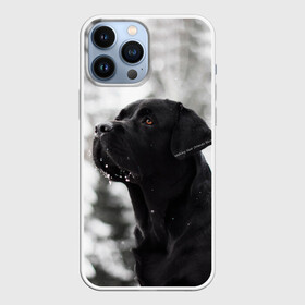 Чехол для iPhone 13 Pro Max с принтом Лабрадор Марк в Екатеринбурге,  |  | Тематика изображения на принте: dog | winter | животные | зима | лабрадор | лабрадор ретривер | снег | собака