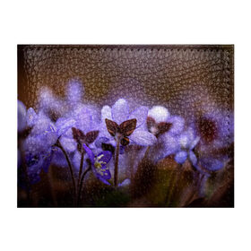 Обложка для студенческого билета с принтом хрупкий цветок фиалка в Екатеринбурге, натуральная кожа | Размер: 11*8 см; Печать на всей внешней стороне | Тематика изображения на принте: flowers | весна | лиловый | макро | нежный | природа | рост | свежесть | сиреневый | фиолетовый | хрупкий | цветик | цветок | цветочек | цветы