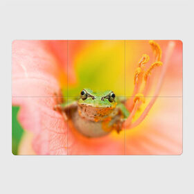 Магнитный плакат 3Х2 с принтом лягушка в цветке мило в Екатеринбурге, Полимерный материал с магнитным слоем | 6 деталей размером 9*9 см | жаба | жабка | земноводное | ква | квакуха | лягушенок | лягушка | макро | мило | природа | пыльца | цветок