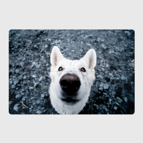 Магнитный плакат 3Х2 с принтом собака нос крупно в Екатеринбурге, Полимерный материал с магнитным слоем | 6 деталей размером 9*9 см | животные | звери | кадр | крупно | любопытный | макро | нос | пес | собака