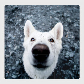 Магнитный плакат 3Х3 с принтом собака нос крупно в Екатеринбурге, Полимерный материал с магнитным слоем | 9 деталей размером 9*9 см | животные | звери | кадр | крупно | любопытный | макро | нос | пес | собака