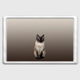 Магнит 45*70 с принтом Сиамский кот голубые глаза в Екатеринбурге, Пластик | Размер: 78*52 мм; Размер печати: 70*45 | арт | бежевый | градиент | киса | коричневый | кот | котейка | котенок | котик | котэ | кошка | реализм | сиамец | сиамский