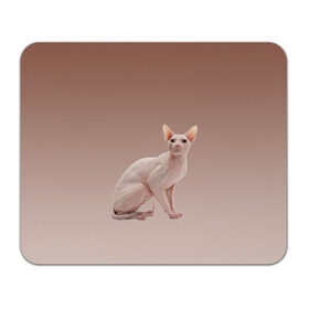 Коврик для мышки прямоугольный с принтом Лысый кот сфинкс в Екатеринбурге, натуральный каучук | размер 230 х 185 мм; запечатка лицевой стороны | арт | бежевый | без шерсти | градиент | домашний питомец | киса | кот | котейка | котенок | котик | котэ | кошка | лысый | реализм | складки кожи | сфинкс | экзотика