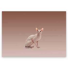 Поздравительная открытка с принтом Лысый кот сфинкс в Екатеринбурге, 100% бумага | плотность бумаги 280 г/м2, матовая, на обратной стороне линовка и место для марки
 | арт | бежевый | без шерсти | градиент | домашний питомец | киса | кот | котейка | котенок | котик | котэ | кошка | лысый | реализм | складки кожи | сфинкс | экзотика