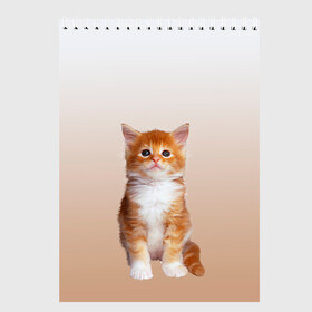 Скетчбук с принтом бело-рыжий котенок реализм в Екатеринбурге, 100% бумага
 | 48 листов, плотность листов — 100 г/м2, плотность картонной обложки — 250 г/м2. Листы скреплены сверху удобной пружинной спиралью | cat | kitten | бело рыжий | градиент | кот | котейка | котенок | котеночек | котик | котофей | котэ | кошка | малыш | милаш | мяу | нэко | реализм | рыже белый