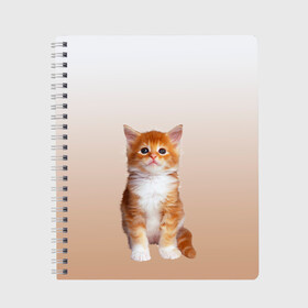 Тетрадь с принтом бело-рыжий котенок реализм в Екатеринбурге, 100% бумага | 48 листов, плотность листов — 60 г/м2, плотность картонной обложки — 250 г/м2. Листы скреплены сбоку удобной пружинной спиралью. Уголки страниц и обложки скругленные. Цвет линий — светло-серый
 | cat | kitten | бело рыжий | градиент | кот | котейка | котенок | котеночек | котик | котофей | котэ | кошка | малыш | милаш | мяу | нэко | реализм | рыже белый