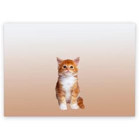 Поздравительная открытка с принтом бело-рыжий котенок реализм в Екатеринбурге, 100% бумага | плотность бумаги 280 г/м2, матовая, на обратной стороне линовка и место для марки
 | cat | kitten | бело рыжий | градиент | кот | котейка | котенок | котеночек | котик | котофей | котэ | кошка | малыш | милаш | мяу | нэко | реализм | рыже белый