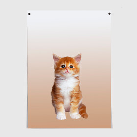 Постер с принтом бело-рыжий котенок реализм в Екатеринбурге, 100% бумага
 | бумага, плотность 150 мг. Матовая, но за счет высокого коэффициента гладкости имеет небольшой блеск и дает на свету блики, но в отличии от глянцевой бумаги не покрыта лаком | cat | kitten | бело рыжий | градиент | кот | котейка | котенок | котеночек | котик | котофей | котэ | кошка | малыш | милаш | мяу | нэко | реализм | рыже белый