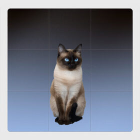 Магнитный плакат 3Х3 с принтом сиамская милая кошечка в Екатеринбурге, Полимерный материал с магнитным слоем | 9 деталей размером 9*9 см | cat | kitten | голубые глаза | градиент | кот | котейка | котик | кошечка | кошка | милая | мяу | сиамская | сиамский