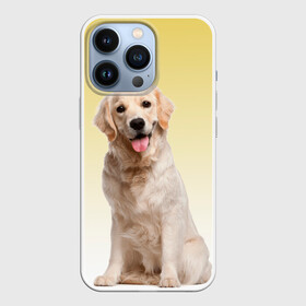 Чехол для iPhone 13 Pro с принтом Лабрадор ретривер пес в Екатеринбурге,  |  | Тематика изображения на принте: домашние любимцы | друг | животные | золотистый ретривер | лабрадор | пес | питомец | породистый | собака